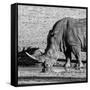 Awesome South Africa Collection Square - Black Rhino drinking from pool of water-Philippe Hugonnard-Framed Stretched Canvas