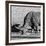 Awesome South Africa Collection Square - Black Rhino drinking from pool of water-Philippe Hugonnard-Framed Photographic Print