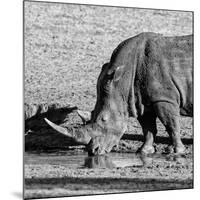 Awesome South Africa Collection Square - Black Rhino drinking from pool of water-Philippe Hugonnard-Mounted Photographic Print