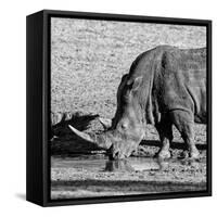 Awesome South Africa Collection Square - Black Rhino drinking from pool of water-Philippe Hugonnard-Framed Stretched Canvas