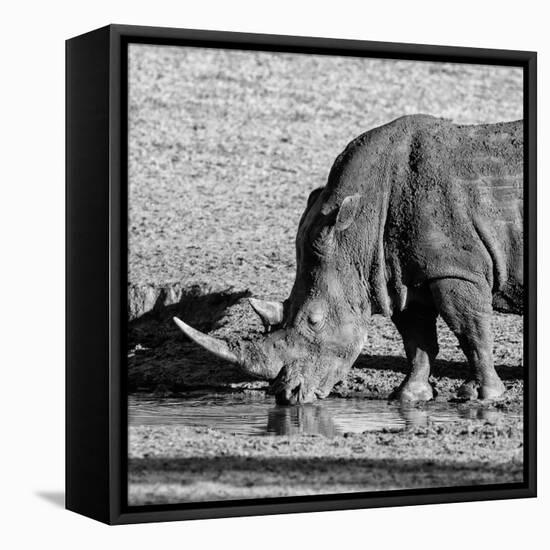 Awesome South Africa Collection Square - Black Rhino drinking from pool of water-Philippe Hugonnard-Framed Stretched Canvas