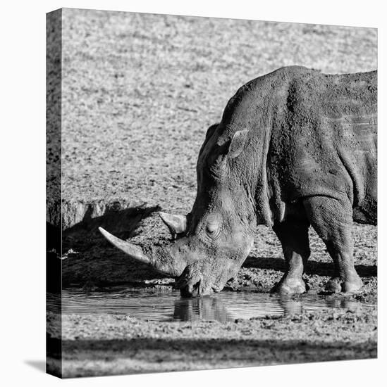 Awesome South Africa Collection Square - Black Rhino drinking from pool of water-Philippe Hugonnard-Stretched Canvas