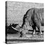 Awesome South Africa Collection Square - Black Rhino drinking from pool of water-Philippe Hugonnard-Stretched Canvas