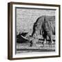 Awesome South Africa Collection Square - Black Rhino drinking from pool of water-Philippe Hugonnard-Framed Photographic Print