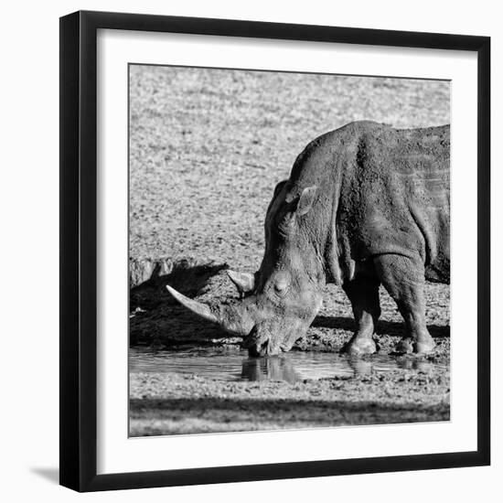 Awesome South Africa Collection Square - Black Rhino drinking from pool of water-Philippe Hugonnard-Framed Photographic Print