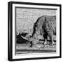 Awesome South Africa Collection Square - Black Rhino drinking from pool of water-Philippe Hugonnard-Framed Photographic Print