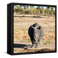Awesome South Africa Collection Square - Black Rhino-Philippe Hugonnard-Framed Stretched Canvas