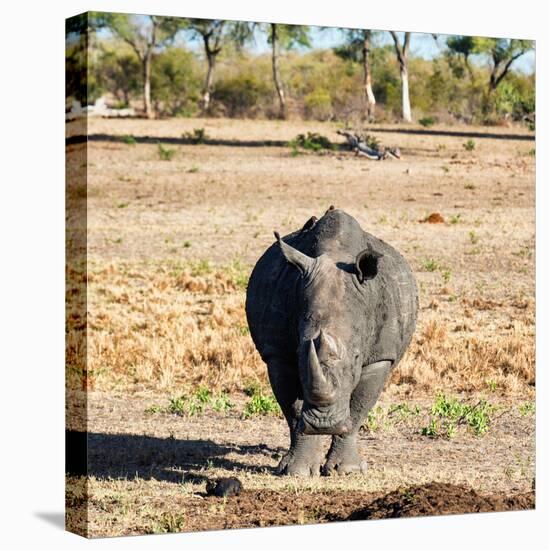 Awesome South Africa Collection Square - Black Rhino-Philippe Hugonnard-Stretched Canvas
