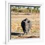 Awesome South Africa Collection Square - Black Rhino-Philippe Hugonnard-Framed Photographic Print