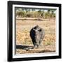 Awesome South Africa Collection Square - Black Rhino-Philippe Hugonnard-Framed Photographic Print