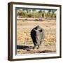 Awesome South Africa Collection Square - Black Rhino-Philippe Hugonnard-Framed Premium Photographic Print