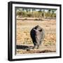 Awesome South Africa Collection Square - Black Rhino-Philippe Hugonnard-Framed Premium Photographic Print