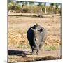 Awesome South Africa Collection Square - Black Rhino-Philippe Hugonnard-Mounted Premium Photographic Print