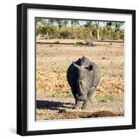 Awesome South Africa Collection Square - Black Rhino-Philippe Hugonnard-Framed Photographic Print