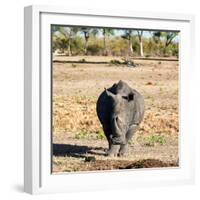 Awesome South Africa Collection Square - Black Rhino-Philippe Hugonnard-Framed Photographic Print