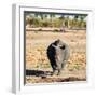 Awesome South Africa Collection Square - Black Rhino-Philippe Hugonnard-Framed Photographic Print