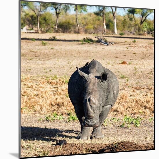Awesome South Africa Collection Square - Black Rhino-Philippe Hugonnard-Mounted Photographic Print