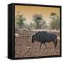 Awesome South Africa Collection Square - Blue Wildebeest walking at Sunset-Philippe Hugonnard-Framed Stretched Canvas