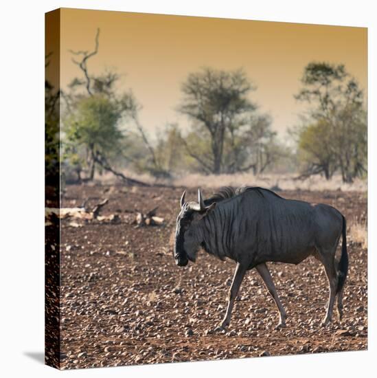 Awesome South Africa Collection Square - Blue Wildebeest walking at Sunset-Philippe Hugonnard-Stretched Canvas