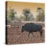 Awesome South Africa Collection Square - Blue Wildebeest walking at Sunset-Philippe Hugonnard-Stretched Canvas