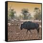 Awesome South Africa Collection Square - Blue Wildebeest walking at Sunset-Philippe Hugonnard-Framed Stretched Canvas