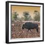 Awesome South Africa Collection Square - Blue Wildebeest walking at Sunset-Philippe Hugonnard-Framed Photographic Print