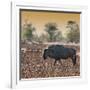 Awesome South Africa Collection Square - Blue Wildebeest walking at Sunset-Philippe Hugonnard-Framed Photographic Print