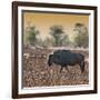 Awesome South Africa Collection Square - Blue Wildebeest walking at Sunset-Philippe Hugonnard-Framed Photographic Print