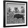 Awesome South Africa Collection Square - Blue Wildebeest walking-Philippe Hugonnard-Framed Photographic Print