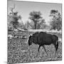 Awesome South Africa Collection Square - Blue Wildebeest walking-Philippe Hugonnard-Mounted Photographic Print