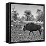 Awesome South Africa Collection Square - Blue Wildebeest walking-Philippe Hugonnard-Framed Stretched Canvas
