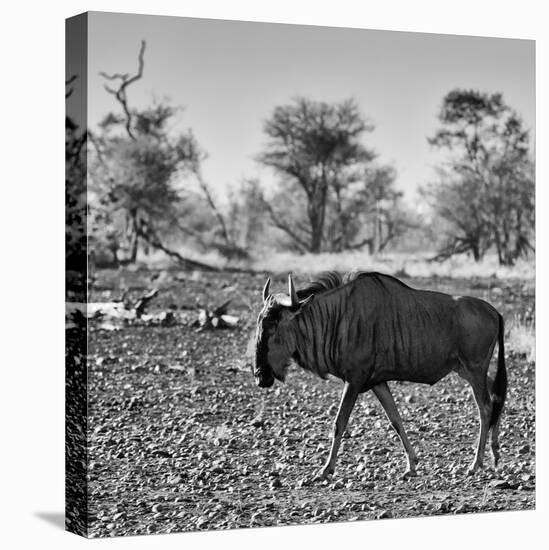 Awesome South Africa Collection Square - Blue Wildebeest walking-Philippe Hugonnard-Stretched Canvas