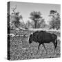 Awesome South Africa Collection Square - Blue Wildebeest walking-Philippe Hugonnard-Stretched Canvas