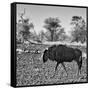 Awesome South Africa Collection Square - Blue Wildebeest walking-Philippe Hugonnard-Framed Stretched Canvas