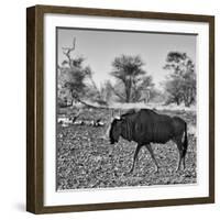 Awesome South Africa Collection Square - Blue Wildebeest walking-Philippe Hugonnard-Framed Photographic Print
