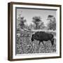 Awesome South Africa Collection Square - Blue Wildebeest walking-Philippe Hugonnard-Framed Photographic Print