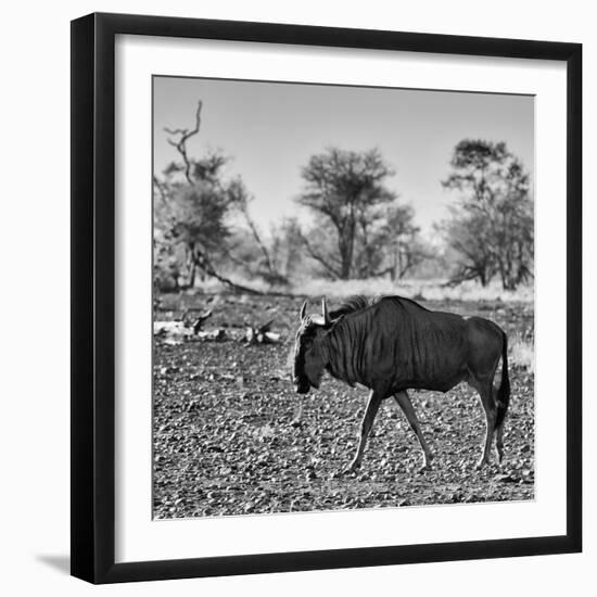 Awesome South Africa Collection Square - Blue Wildebeest walking-Philippe Hugonnard-Framed Photographic Print