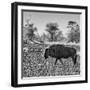 Awesome South Africa Collection Square - Blue Wildebeest walking-Philippe Hugonnard-Framed Photographic Print