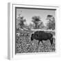 Awesome South Africa Collection Square - Blue Wildebeest walking-Philippe Hugonnard-Framed Photographic Print