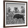 Awesome South Africa Collection Square - Blue Wildebeest walking-Philippe Hugonnard-Framed Photographic Print