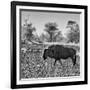 Awesome South Africa Collection Square - Blue Wildebeest walking-Philippe Hugonnard-Framed Photographic Print