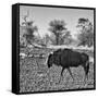 Awesome South Africa Collection Square - Blue Wildebeest walking-Philippe Hugonnard-Framed Stretched Canvas