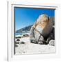 Awesome South Africa Collection Square - Boulders Beach Cape Town II-Philippe Hugonnard-Framed Photographic Print