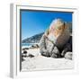 Awesome South Africa Collection Square - Boulders Beach Cape Town II-Philippe Hugonnard-Framed Photographic Print