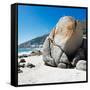 Awesome South Africa Collection Square - Boulders Beach Cape Town II-Philippe Hugonnard-Framed Stretched Canvas