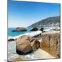 Awesome South Africa Collection Square - Boulders Beach Cape Town-Philippe Hugonnard-Mounted Photographic Print