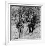 Awesome South Africa Collection Square - Burchell's Zebra B&W-Philippe Hugonnard-Framed Photographic Print