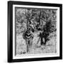 Awesome South Africa Collection Square - Burchell's Zebra B&W-Philippe Hugonnard-Framed Photographic Print