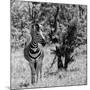 Awesome South Africa Collection Square - Burchell's Zebra B&W-Philippe Hugonnard-Mounted Photographic Print