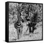 Awesome South Africa Collection Square - Burchell's Zebra B&W-Philippe Hugonnard-Framed Stretched Canvas